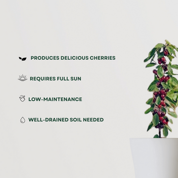 Cherry fruit tree for backyard planting